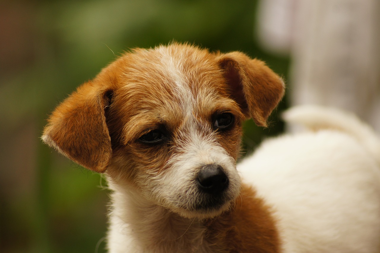最新比特犬买卖信息大揭秘，市场趋势、品种特点与购买指南